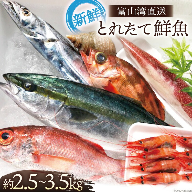 【ふるさと納税】魚 富山湾直送 とれたて鮮魚セット 約2.5～3.5kg 旬 新鮮 鮮魚 詰め合わせ 産地直送 冷蔵/くろべ漁業協同組合 魚の駅「生地」/富山県 黒部市 海鮮 魚介類 魚介