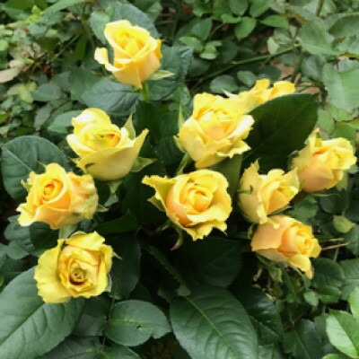 【ふるさと納税】【毎月定期便】朝摘みさくら色花束(薔薇の切り花10本)全3回【4061045】