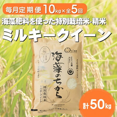 【ふるさと納税】【毎月定期便】ミルキークイーン(海藻のちから)(精米)10kg全5回_ お米 米 ミルキークイーン 国産 美味しい 定期便 【4075148】|富山県小矢部市
