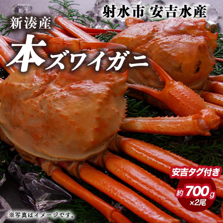 【ふるさと納税】【おすすめ】本ズワイガニ 約700g×2尾(安吉タグ付き)【安吉水産】|蟹 カニ|富山県射水市