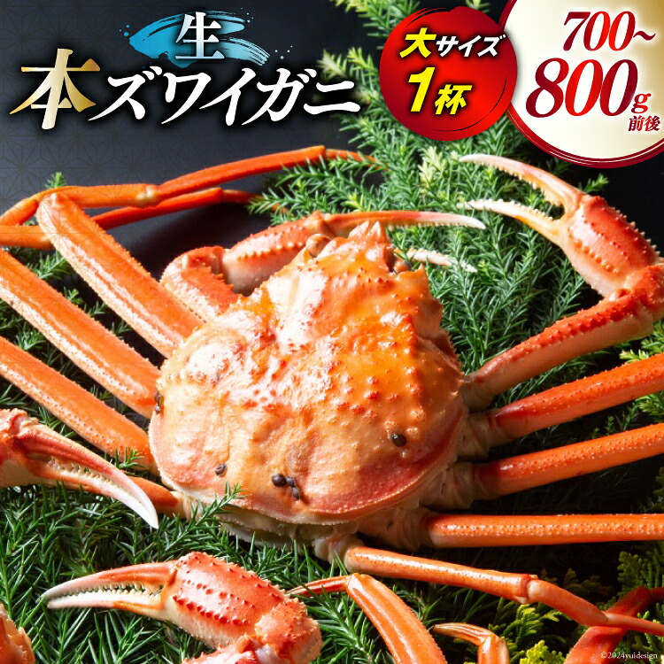 【ふるさと納税】 【期間限定発送】 【漁師厳選】生 本ズワイガニ 大サイズ1杯 (700g～800g前後) [聖徳丸 富山県 朝日町 34310514] 海鮮 魚介類 カニ ズワイガニ ずわい蟹 ズワイ蟹 ずわい ズワイ 活 活カニ 冷蔵 ご褒美｜富山県朝日町
