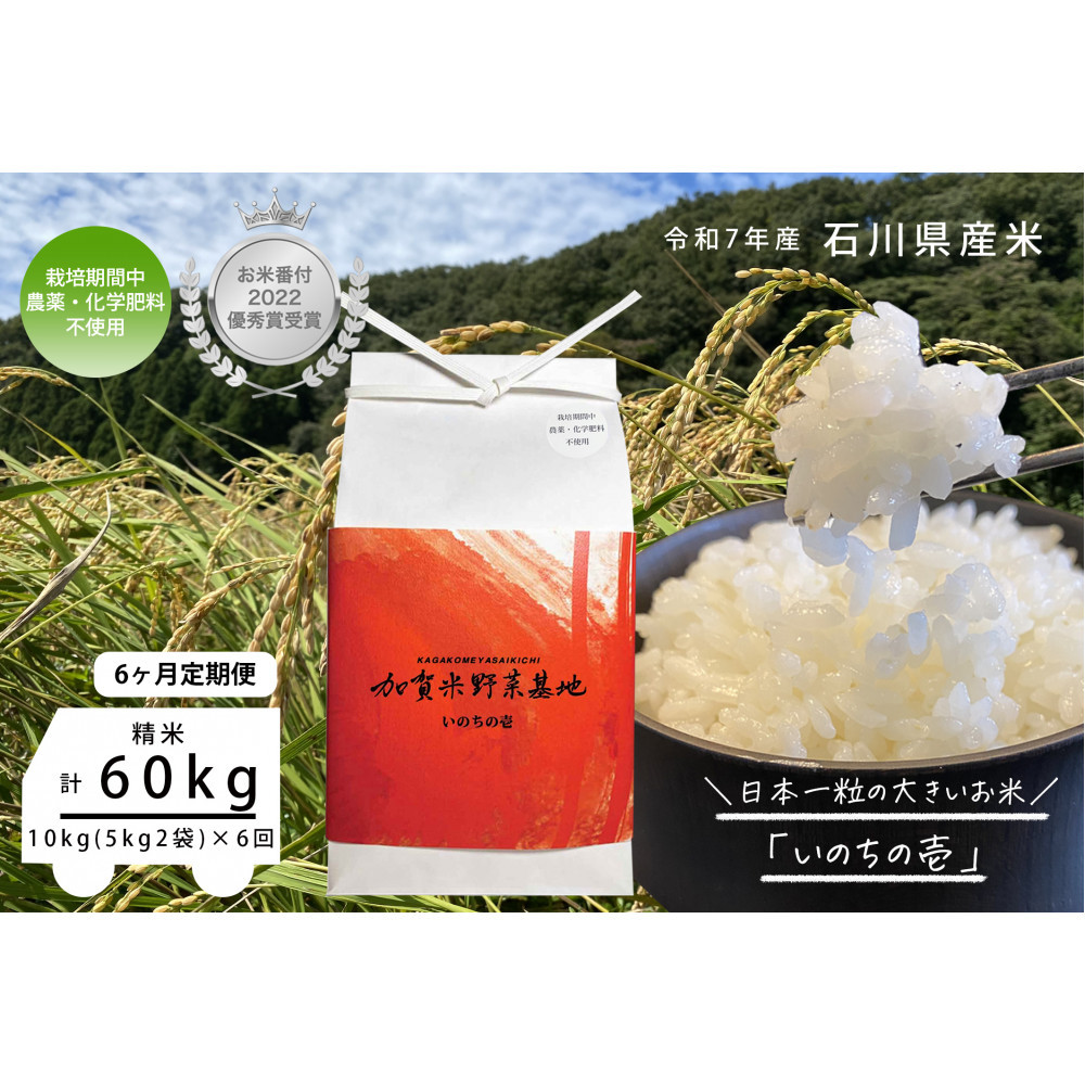 【ふるさと納税】《令和7年産 新米》【6ヶ月定期便】【お米番付優秀賞受賞農家】日本一粒の大きいお米『いのちの壱』白米10kg×6回 | 金沢市 お米 いのちの壱 おすすめ 人気 送料無料|石川県金沢市