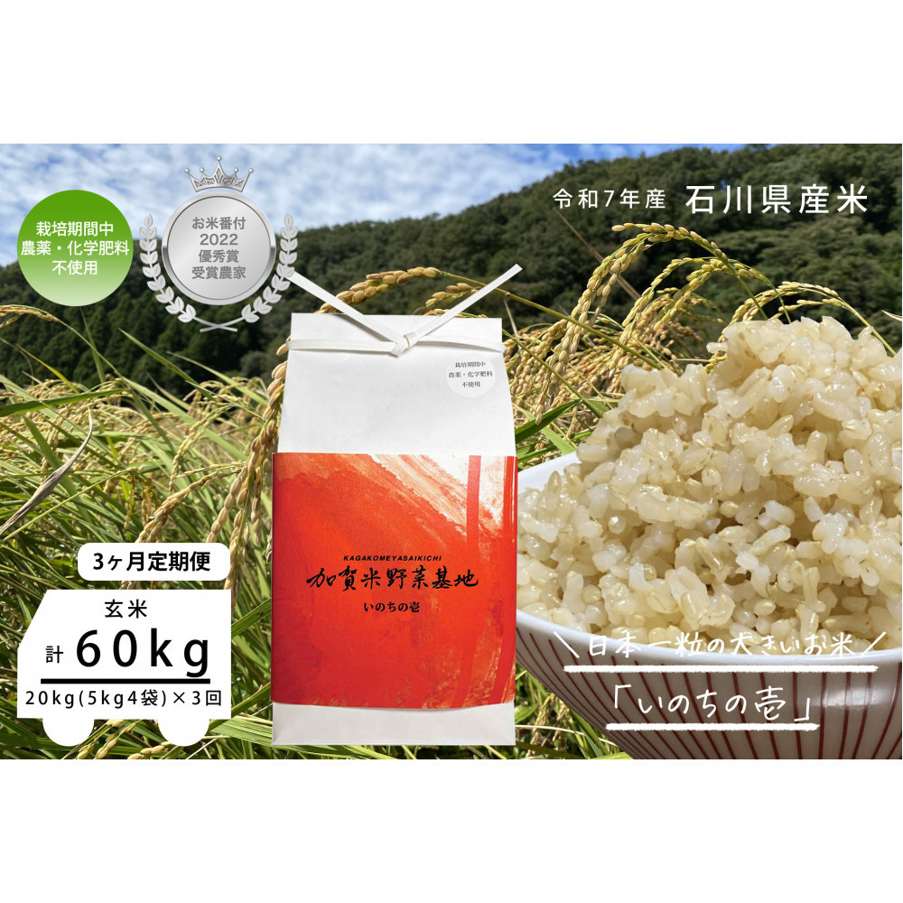 【ふるさと納税】【3ヶ月定期便】【お米番付優秀賞受賞農家】日本一粒の大きいお米『いのちの壱』玄米20kg&times;3回 | 金沢市 お米 いのちの壱 おすすめ 人気 送料無料｜石川県金沢市