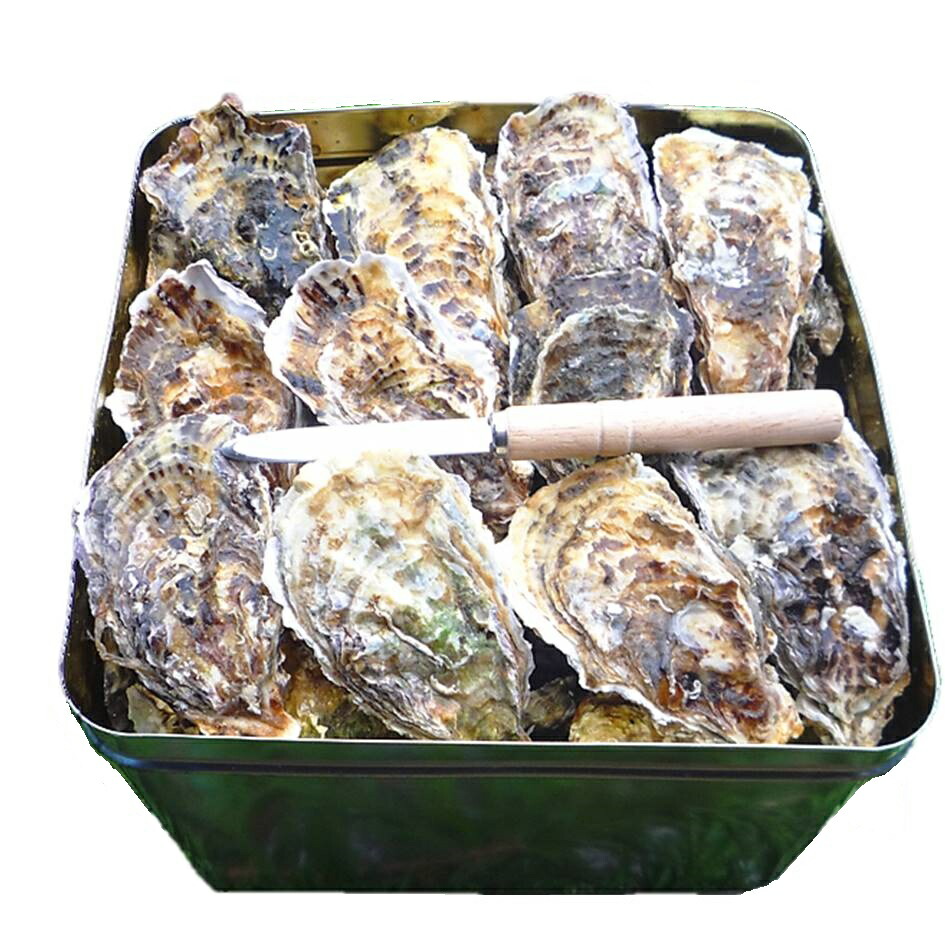 お買い得品 ふるさと納税 魚介類 牡蠣 能登かき 殻付き 加熱用 半斗缶 約40〜50個 九州 特別セール品 12月から順次発送※北海道 青森 離島への配送不可 沖縄 令和3年 福岡県を除く ※2021年