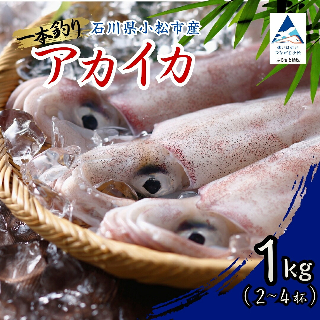 【ふるさと納税】 アカイカ 1kg（約2～4杯）イカ いか 海鮮 父の日 母の日 ギフト プレゼント | 石川県 小松市 石川県漁業協同組合小松支所 024041