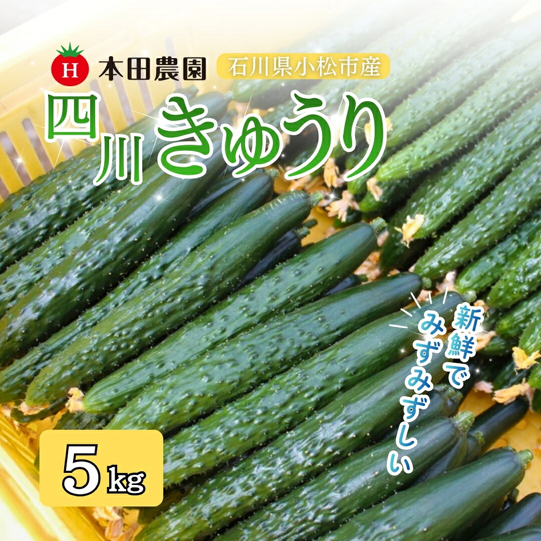 【ふるさと納税】【先行予約】四川きゅうり 5kg 野菜 ギフト きゅうり 石川県 小松市 020046【本田農園】