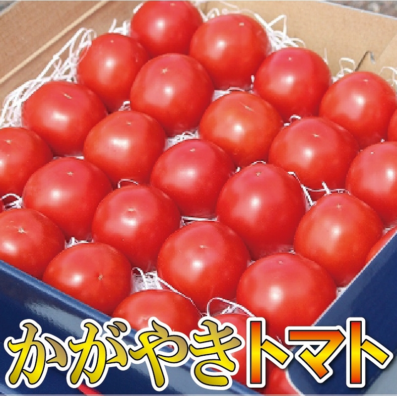 【ふるさと納税】 本田農園のかがやきトマト 2箱 ( 約70個 ) トマト とまと 完熟トマト 完熟 トマト箱 トマトBOX トマトジュース 本田農園 お中元 お歳暮 ギフト 小松市 石川県 014002【本田農園】