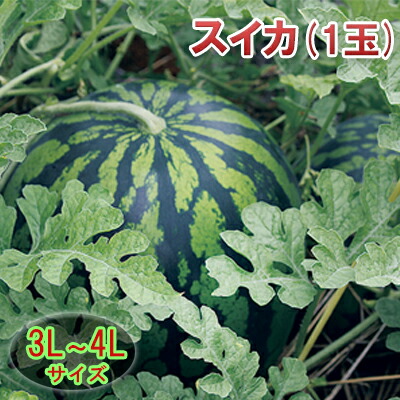 【ふるさと納税】【在庫数限定】スイカ（1玉）3L～4Lサイズ 果物類 石川県産 　お届け：8月上旬～中旬にかけて発送
