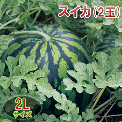 【ふるさと納税】【在庫数限定】スイカ（2玉）1玉約7kg以上 果物類　お届け：8月上旬～中旬にかけて発送