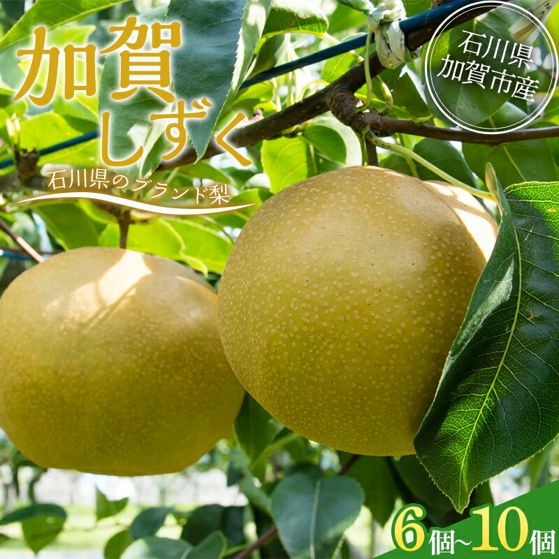 【ふるさと納税】【先行予約】梨 加賀しずく 1箱（6個～10個）石川県加賀市産（2025年8月下旬～9月中旬頃発送） かがしずく ブランド梨 石川県 先行予約 予約 冷蔵配送 くだもの 果物 フルーツ ご当地 食品 災害支援 北陸新幹線 F6P-1951