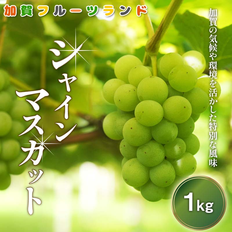 【ふるさと納税】【先行予約】シャインマスカット1kg 石川県加賀市産（2025年9月上旬以降順次発送） ぶどう ブドウ マスカット フルーツ 果物 くだもの お弁当 朝食 デザート フルーツサンド スイーツ 生果実 F6P-2003
