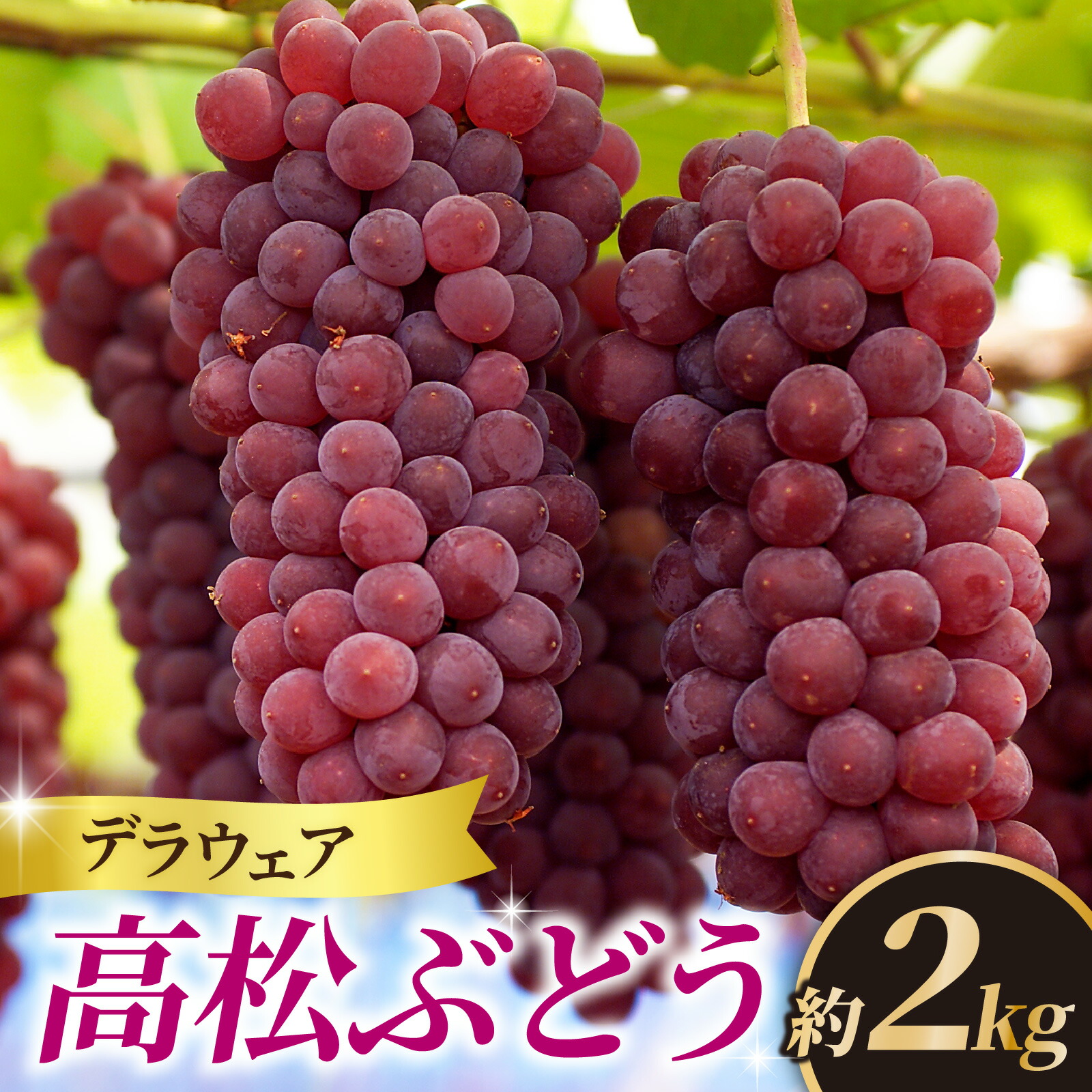 【ふるさと納税】高松ぶどう デラウェア 約2kg入り（およそ9～10房） 1箱＜2025年収穫分　先行予約＞【能登半島地震復興支援】 ｜ デラウエア デラウェア ぶどう ブドウ 葡萄 フルーツ 果物 果実 くだもの 人気 種なし 種無し グレープ 石川産 石川県産 かほく市産 夏