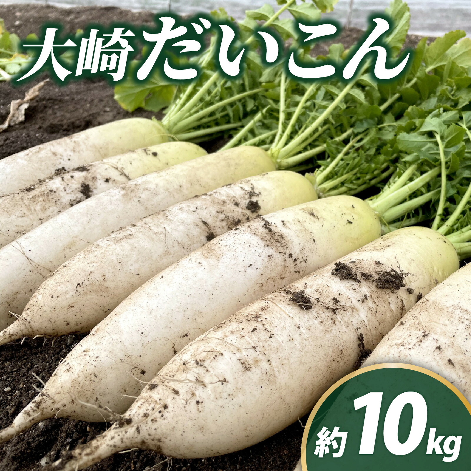 【ふるさと納税】＜2026年収穫分 先行予約＞大崎だいこん 1箱 10kg |大根 野菜 10キロ 石川県 ダイコン ベジタブル 美味しい おすすめ 煮物 鍋 おでん