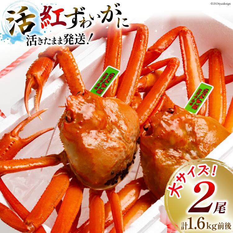【ふるさと納税】【能登半島 漁協直送 3月以降発送】 活 紅ズワイガニ 2尾（大サイズ）（計1.6kg前後） [JF西海 石川県 志賀町 AM4220] 蟹 カニ かに ズワイガニ ずわいがに