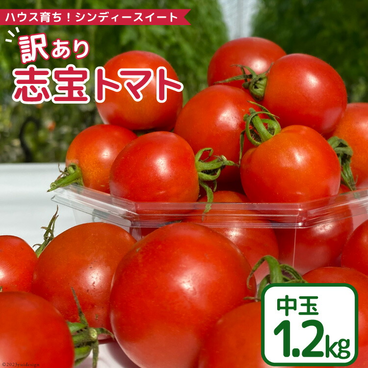 【ふるさと納税】【 訳あり 】 志宝トマト シンディスイート 中玉 1.2kg [モアショップヤマモト 石川県 宝達志水町 38600593] 不揃い 規格外 野菜 トマト とまと 石川県産 レビューキャンペーン