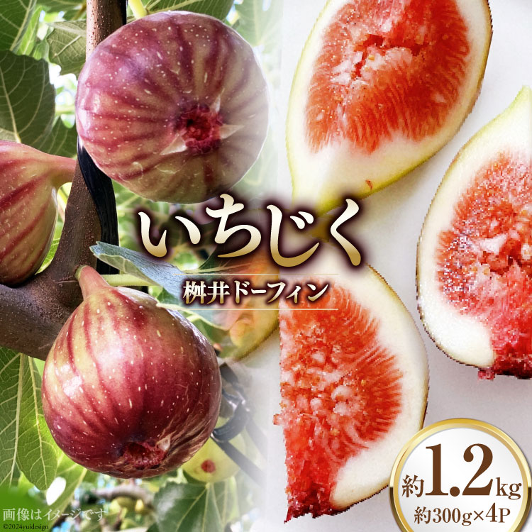 【ふるさと納税】【期間限定発送】 いちじく 桝井ドーフィン 約1.2kg (約300g×4パック) [SAYONSA 石川県 宝達志水町 38601068]  冷蔵 イチジク フルーツ くだもの 無花果 期間限定 果物 朝どれ 産地直送