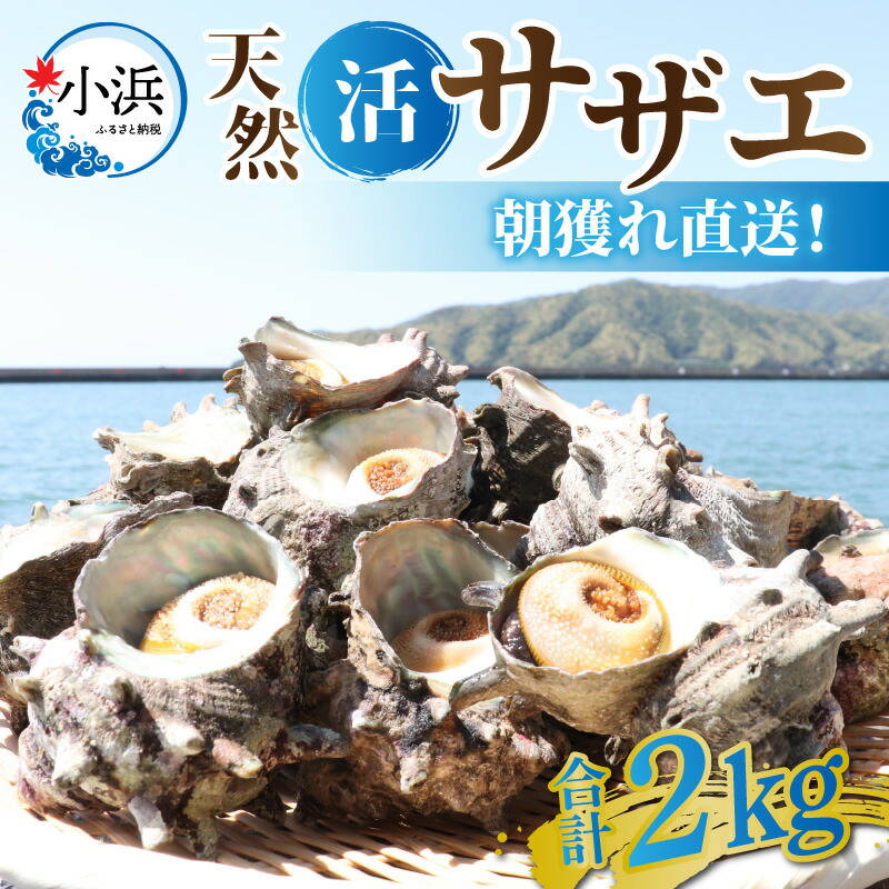 【ふるさと納税】【先行予約】【期間限定】朝獲れ直送!若狭の天然活サザエ 2kg【2025年6月中旬より順次発送】 ｜貝 さざえ 酒の肴 おつまみ バーベキュー 2キロ 【配送不可地域：北海道・沖縄・離島】  [BFAO015]