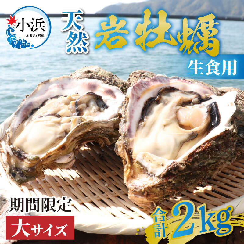 【ふるさと納税】【先行予約】【期間限定】若狭の天然岩牡蠣（生食用）2kg 6～8個入り【2025年6月中旬より順次発送】｜貝 カキ かき 酒の肴 おつまみ バーベキュー 新鮮 2キロ 牡蠣 冷蔵 【配送不可地域：北海道・沖縄・離島】  [BFAO013]