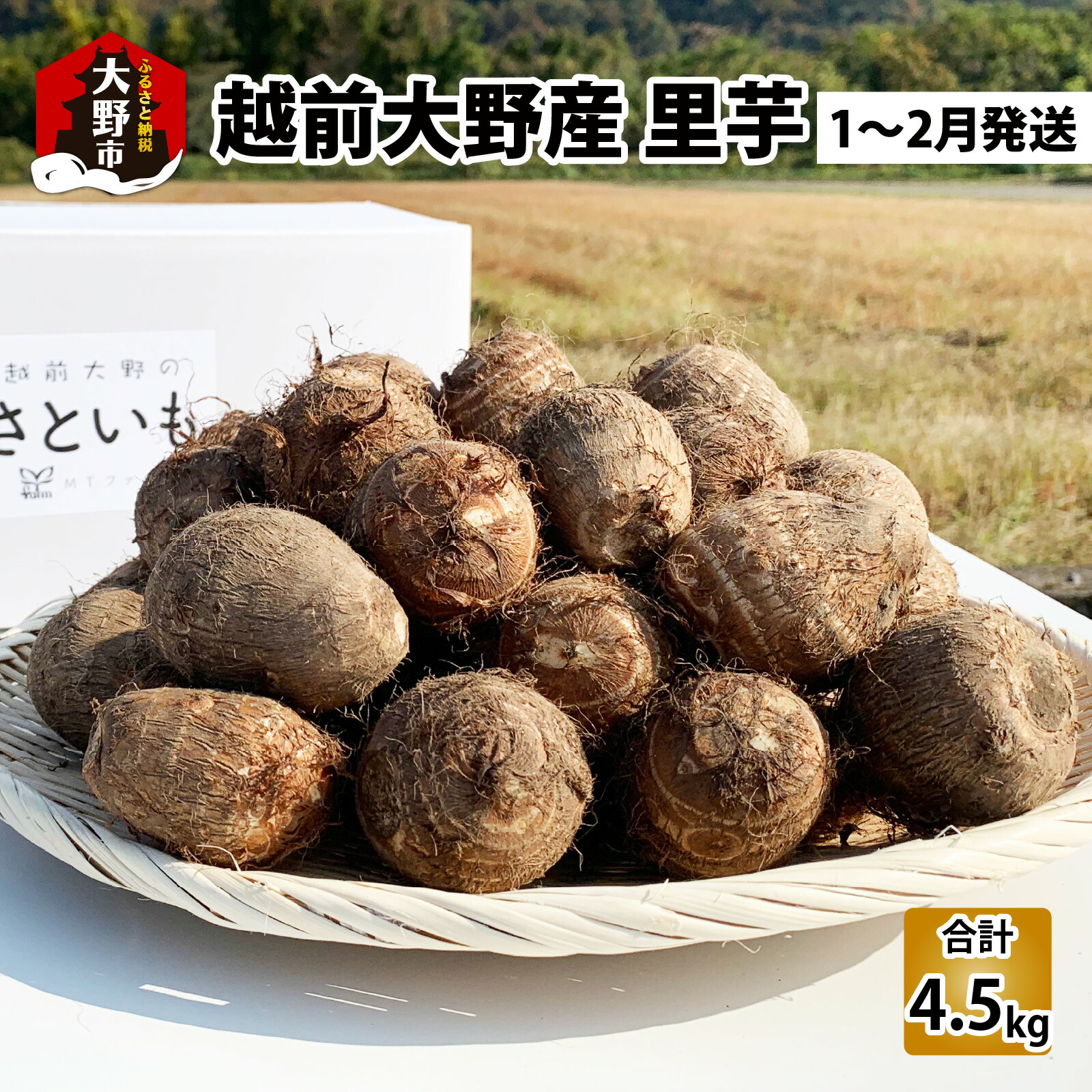 楽天市場】送料無料 上庄の里芋 さといも 10kg入 大粒 LLサイズ