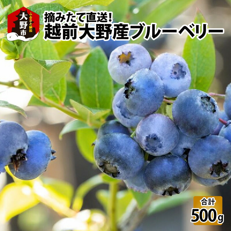 【ふるさと納税】【先行予約】摘みたて直送！越前大野産ブルーベリー 100ｇ×5パック 合計500g 【2025年7月下旬から順次発送】 [A-001024]