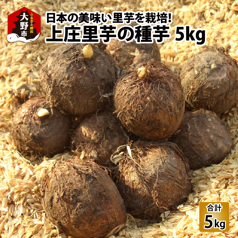 国内正規□ 千葉県産 土垂れ 里芋 種 Sサイズ 5kg - 通販