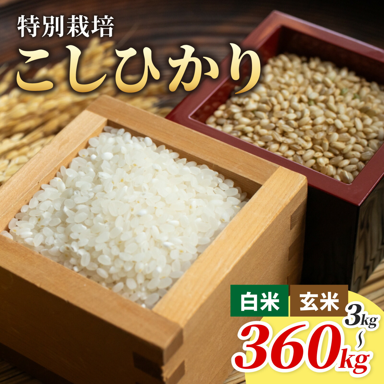 【ふるさと納税】【選べる精米方法・内容量・お届け回数】【令和7年産】減農薬・減化学肥料 「特別栽培米」こしひかり&minus;地球にやさしいお米&minus;[B-003007]　 米定期便 福井県 福井 大野市｜福井県大野市