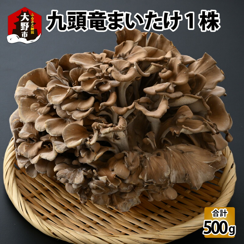 【ふるさと納税】九頭竜まいたけ 1株入り [A-038003]| まいたけ きのこ 舞茸 香り 最上級 歯ごたえ 天ぷら おすすめ 九頭竜 山菜 秋の味覚 ビタミンD βグルカン
