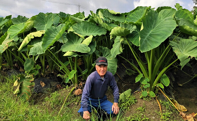 ふるさと納税 年内発送 上庄さといも 5kg 減農薬 減化学肥料の特別栽培里芋 農家直送 野菜 野菜セット 上庄里芋 さといも 5kg お届け 21年11月 21年12月末 Littlethaicafe Com