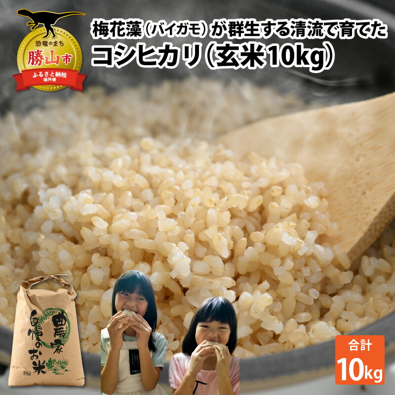 【ふるさと納税】【先行予約】令和7年産 梅花藻が群生する清流で育てたコシヒカリ（玄米 10kg） ※2025年9月下旬以降順次発送予定 | 新米 国産 福井県産 米 お米 おこめ ブランド米 ごはん ご飯 お取り寄せ 直送 10kg 10キロ 1袋 袋包装 人気 品種 おいしい 送料無料