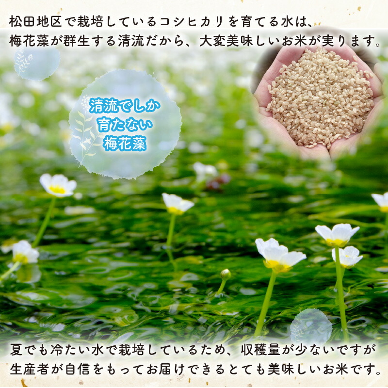 市場 ふるさと納税 梅花藻が群生する清流で育てたコシヒカリ 先行予約 新米予約 令和4年 市場 ふるさと納税 梅花藻が群生する清流で育てたコシヒカリ 先行予約 新米予約 令和4年