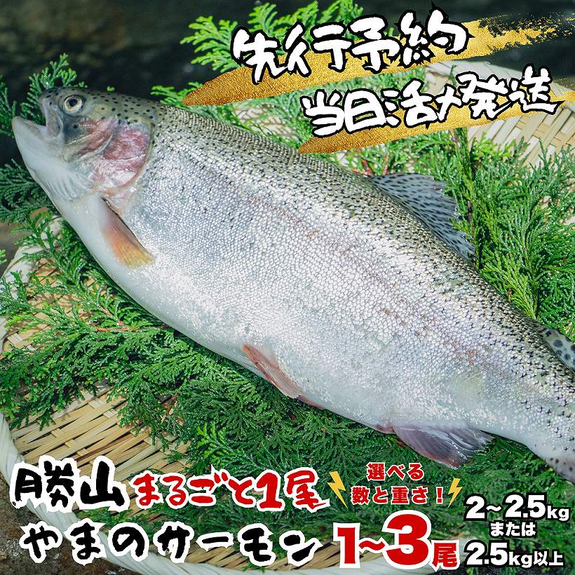 【ふるさと納税】★2026年7月中旬発送 先行予約★ 福井県勝山市産 勝山 やまのサーモン まるごと1尾 |サーモン 鮭 さけ サケ ふくいサーモン 福井県産 ふくい 魚 旬 新鮮 活〆 丸ごと 1匹 海鮮 魚介 北陸