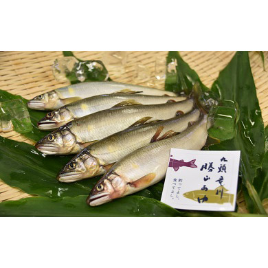 【ふるさと納税】清流育ちの九頭竜川勝山あゆ(6~7尾)◆ 【ふるさと納税】清流育ちの九頭竜川勝山あゆ(6~7尾)◆