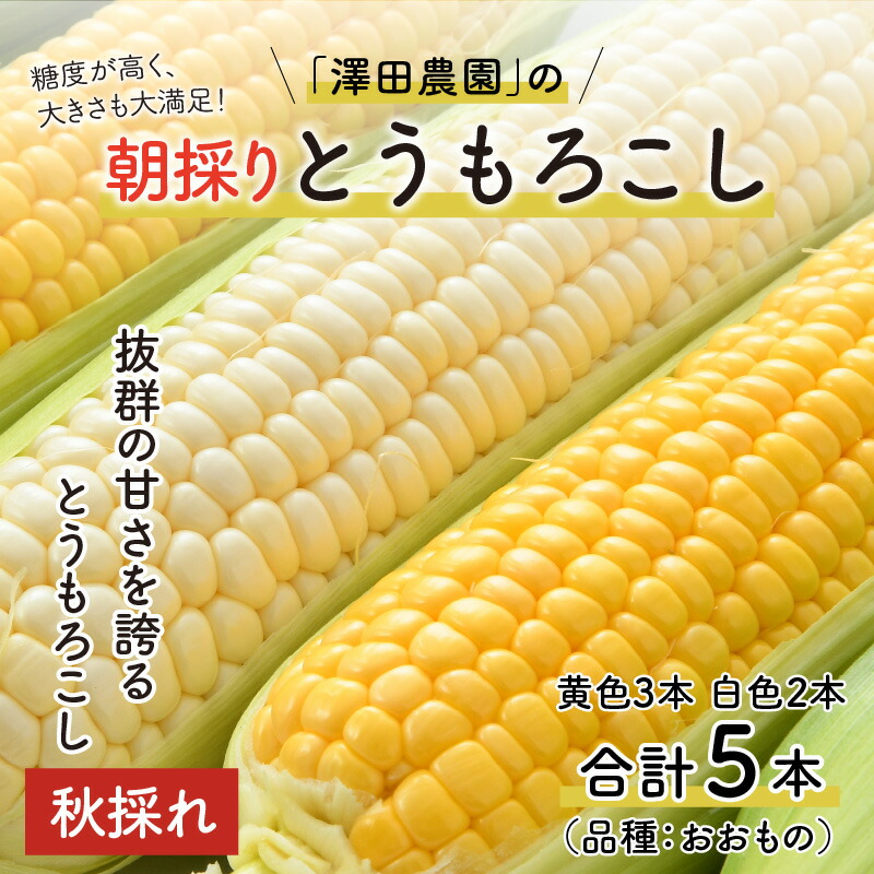 セール＆特集＞ 秋とうもろこし 黄色 白色 計5本 おおもの 朝採り 期間限定 数量限定 ハウス栽培 産地直送 スイートコーン 野菜  ※2022年10月中旬より順次発送 somaticaeducar.com.br