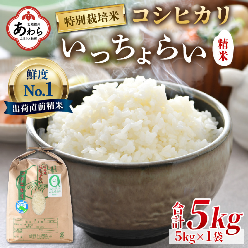 特別栽培米 いっちょらい 精米 5kg 福井県あわら産 コシヒカリ ブランド米 商品