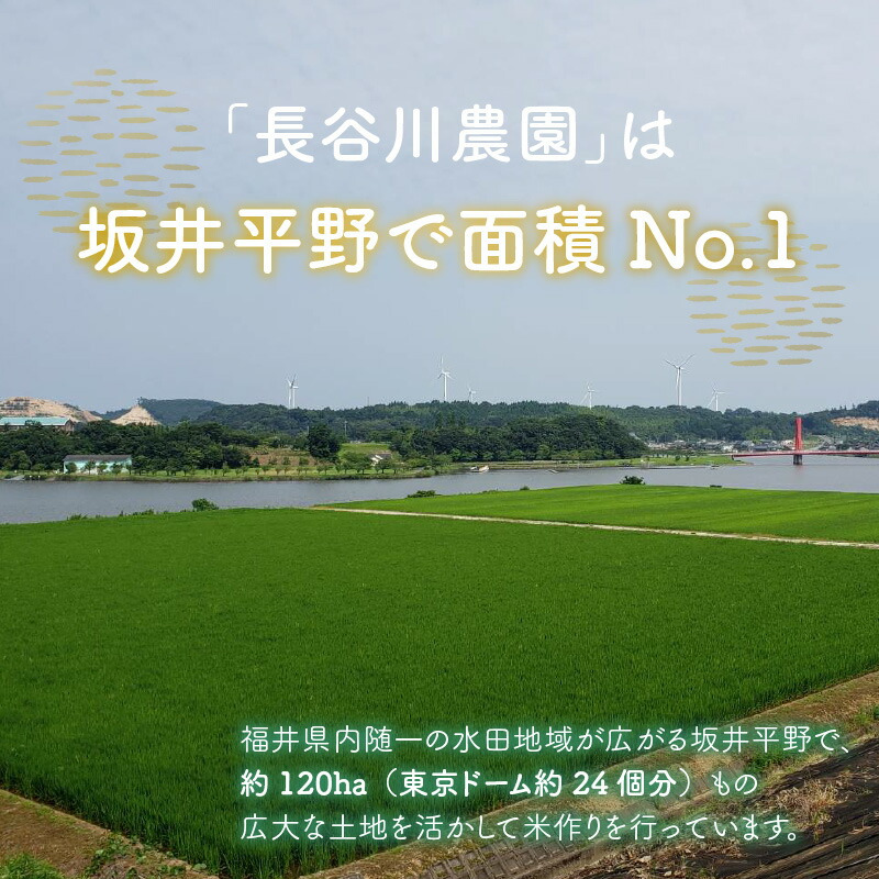 令和4年産 新米 5kg 5kg×1袋 きぬむすめ ブランド米 低農薬 有機肥料 無洗米 産地直送 白米 福井県産 美味しいお米 農家直送  【売り切り御免！】 きぬむすめ