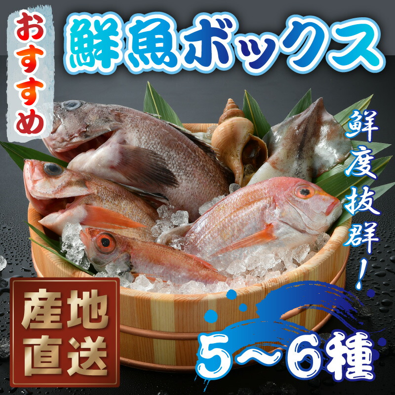 数量は多】 おすすめ鮮魚ボックス 5〜6種 セット 水圧神経締め 血抜き処理 鮮度抜群 福井県産 旬 産地直送 海の幸 魚介類 煮魚 焼き魚 揚げ  刺身 海鮮丼 fucoa.cl