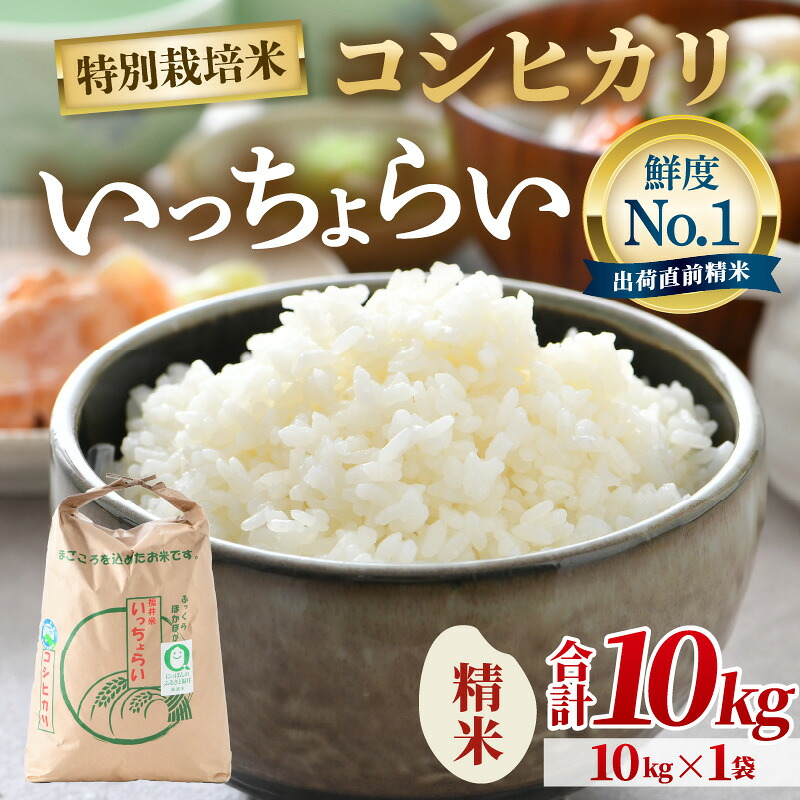 【ふるさと納税】【先行予約】【令和8年産・新米】【一等米】特別栽培米いっちょらい 精米 10kg&times;1袋 ／ 福井県産 ブランド米 コシヒカリ ご飯 白米 新鮮 大賞 受賞 ※2026年10月上旬以降順次発送予定｜福井県あわら市