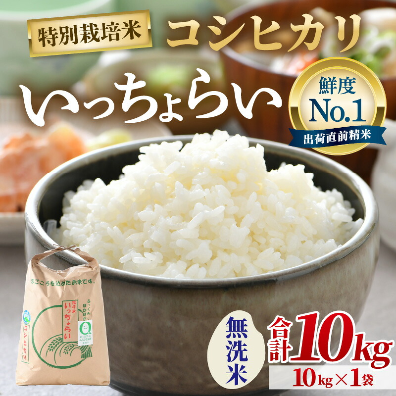 【ふるさと納税】【先行予約】【令和8年産・新米】【一等米】特別栽培米いっちょらい 無洗米 10kg&times;1袋 ／ 福井県産 ブランド米 コシヒカリ ご飯 白米 新鮮 大賞 受賞 ※2026年10月上旬以降順次発送予定｜福井県あわら市