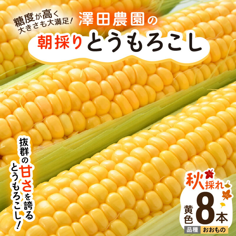 【ふるさと納税】【先行予約】秋とうもろこし 8本 おおもの 黄色 朝採り ／ 期間限定 数量限定 ハウス栽培 産地直送 甘い スイートコーン とうもろこし 野菜 あわら ※2025年10月10日より順次発送