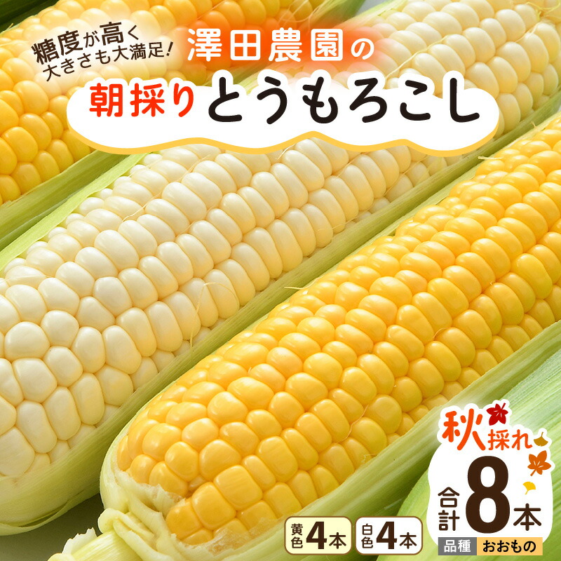 【ふるさと納税】【先行予約】秋とうもろこし 黄色 白色 計8本 おおもの 朝採り ／ 期間限定 数量限定 ハウス栽培 産地直送 甘い ミックス スイートコーン 白い とうもろこし ホワイトコーン 野菜 あわら ※2024年10月10日より順次発送