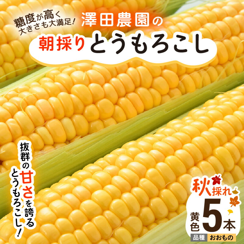 【ふるさと納税】【先行予約】秋とうもろこし 5本 おおもの 黄色 朝採り ／ 期間限定 数量限定 ハウス栽培 産地直送 甘い スイートコーン とうもろこし 野菜 あわら ※2025年10月10日より順次発送