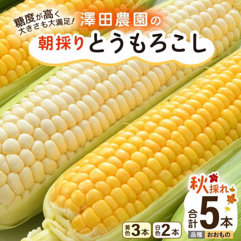 【ふるさと納税】【先行予約】秋とうもろこし 黄色 白色 計5本 おおもの 朝採り ／ 期間限定 数量限定 ハウス栽培 産地直送 甘い ミックス スイートコーン 白い とうもろこし ホワイトコーン 野菜 あわら ※2025年10月10日より順次発送