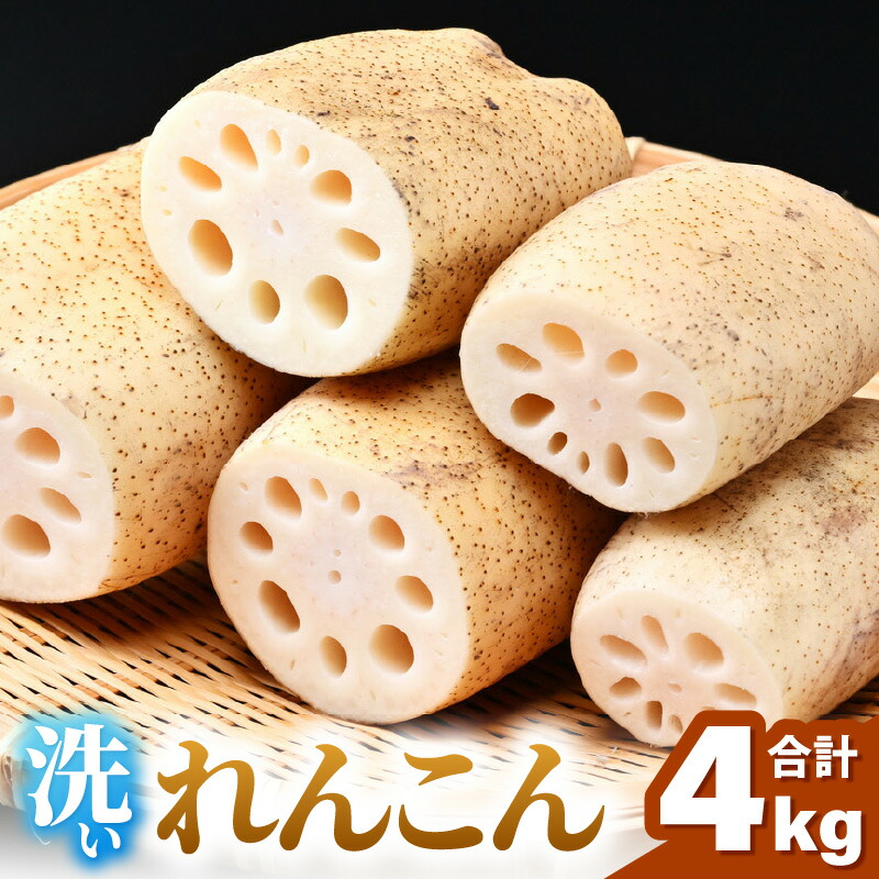 【ふるさと納税】【先行予約】洗いれんこん 4kg 《発送直前に収穫してお届け！》 シャキっとした歯触り！／ 有機肥料 低農薬 蓮根 レンコン 野菜 根菜 正月【2026年11月中旬以降順次発送予定】