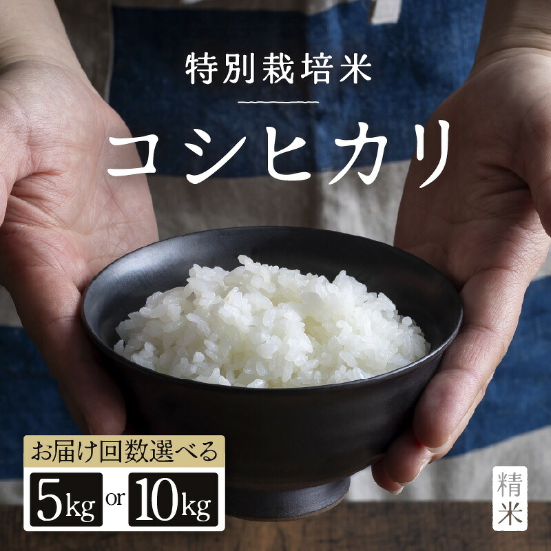 【ふるさと納税】【先行予約】【令和8年産】特別栽培米 コシヒカリ 精米【選べる容量】5kg×1袋 / 10kg×1袋 【選べる回数】1回 / 3回 / 6回 / 12回 / 定期便 福井県産 ブランド米 コシヒカリ ご飯 白米 新鮮 特別栽培米 ※2026年9月下旬 定期便2026年10月上旬より順次発送|福井県あわら市