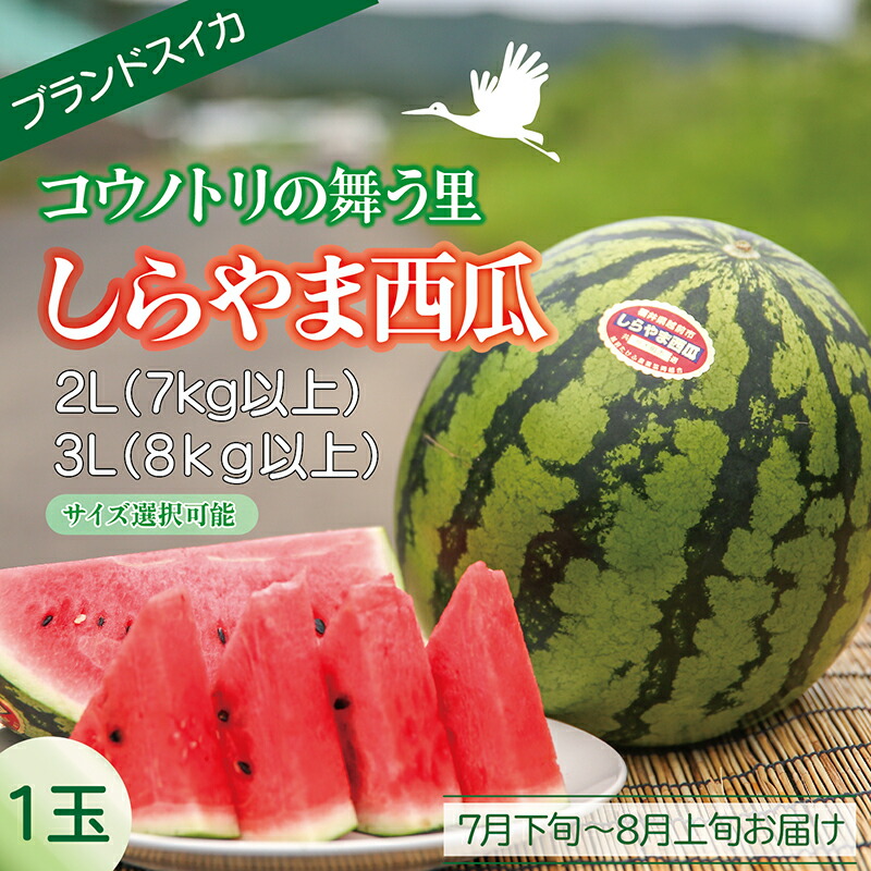 【ふるさと納税】〈2025年先行予約〉しらやま西瓜 １玉（期間限定）冷蔵  2L（7kg以上） 3L（8kg以上）選択/送料無料 福井 越前市 フルーツ 果物 すいか スイカ ブランドスイカ 大玉 甘さ 7月下旬～8月上旬お届け 沖縄と離島へ配送不可(18209)