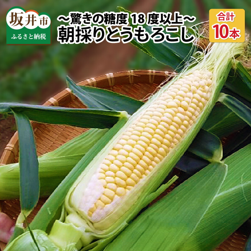 【ふるさと納税】【先行予約】『メロンより甘い』 もろこしやの朝取りとうもろこし 10本 ～驚きの糖度18度以上！～  (黄金コーン) 【2025年6月上旬以降順次発送予定】 【トウモロコシ ゴールドコーン 朝取れ 朝採れ 新鮮 果物 フルーツ 野菜 バーベキュー BBQ 産地直送】