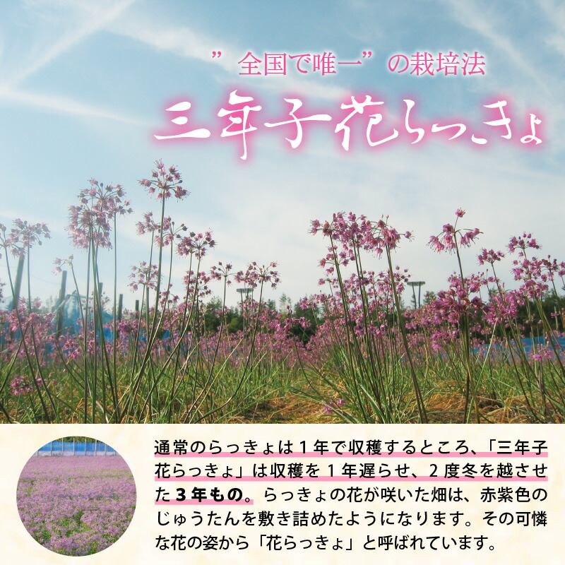 ふるさと納税 こだわりの三年掘り栽培 福井特産 三年子花らっきょギフト らっきょう Salon Raquet De
