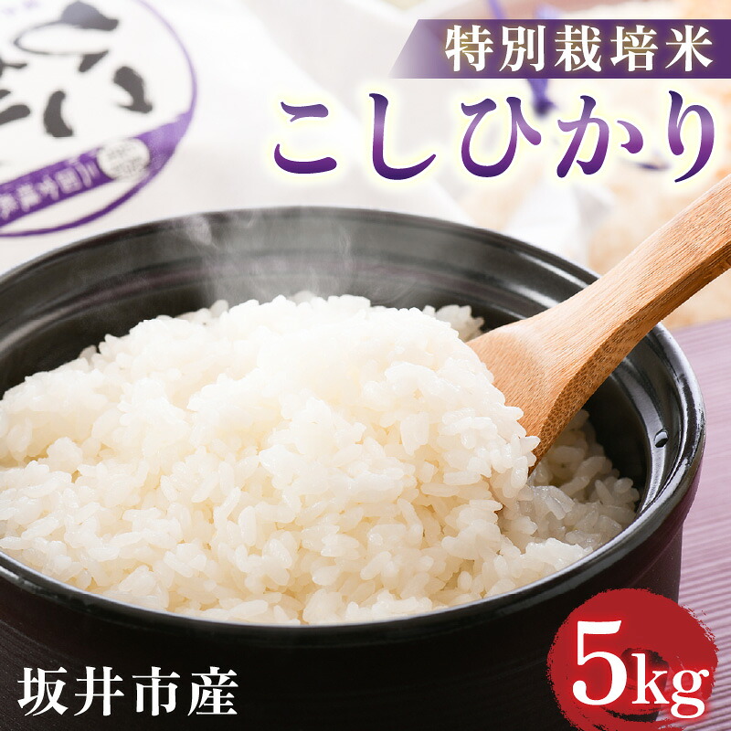 【ふるさと納税】 【令和7年産】坂井市産 特別栽培米 こしひかり 5kg 精米 コシヒカリ お米 こめ ご飯 人気 品種 ブランド米 数量限定|福井県坂井市