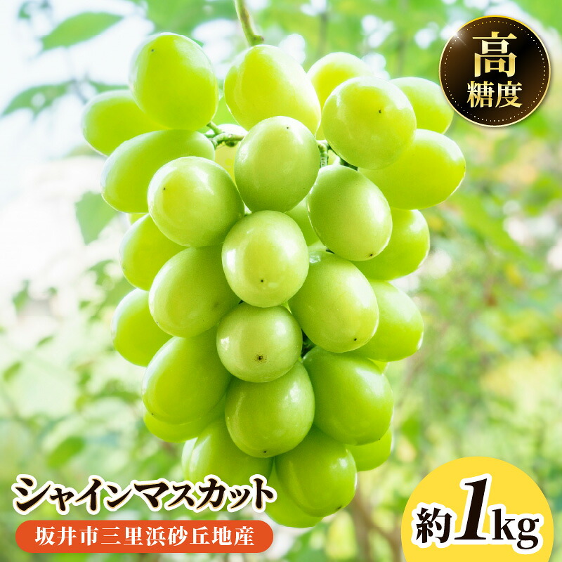 【ふるさと納税】【先行予約】坂井市三里浜砂丘地産 シャインマスカット 2房（約1kg） 【2026年8月中旬以降順次発送予定】 【マスカット ブドウ ぶどう 葡萄 果物 くだもの フルーツ 果実 新鮮 国産】｜福井県坂井市