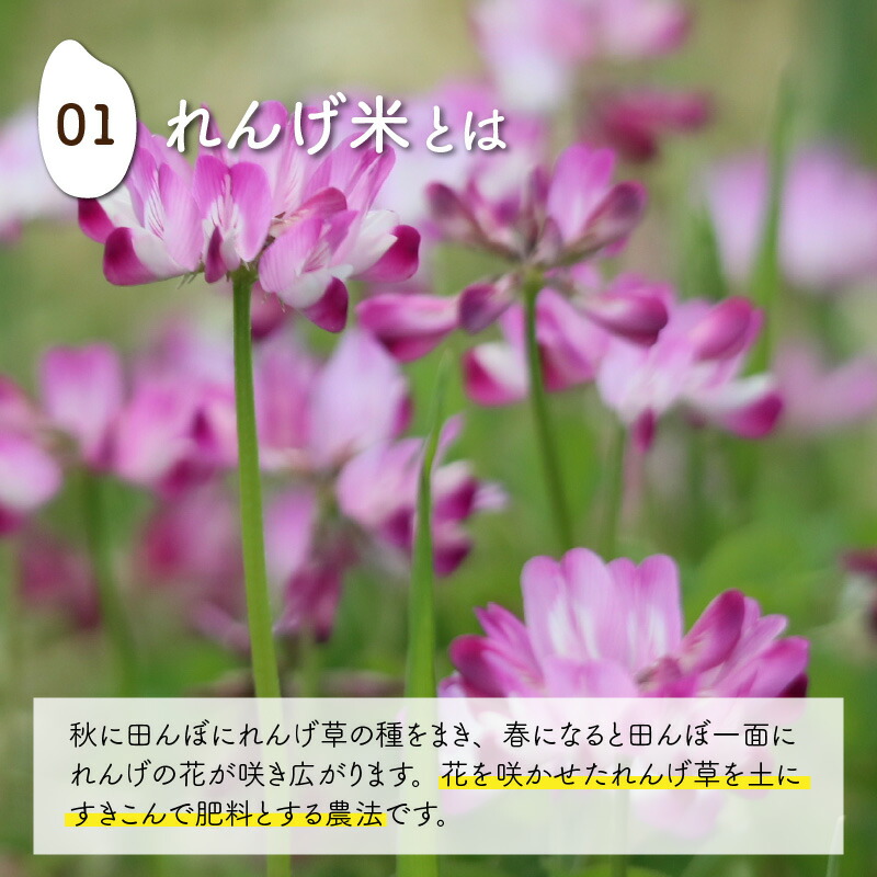 ふるさと納税 農薬不使用 永平寺町産 化学肥料不使用